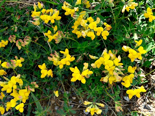 {Lotus corniculatus}